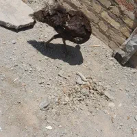 ماده