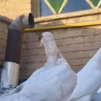 کفتر|پرنده|سمنان, |دیوار
