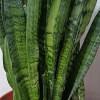 گل و گیاه