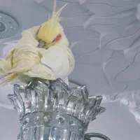 طوطی عروس نر و ماده لوتینو