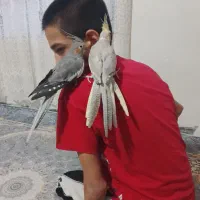 دو عدد عروس هلندی