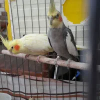 عروس هلندی جفت بالغ