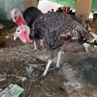 سیکا و بوقلمون