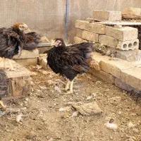 جوجه دوماهه ویاندونت بلورد