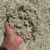 کاه کنگر در اراک