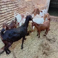 بز وکره