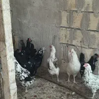 فروش مرغ