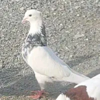 کفتر پرنده طوقی دم سفید زاغ ابدانی پلاکی