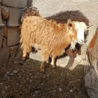 کهره، گیسه، بز