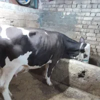 فروش گاو و گوساله