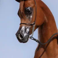 تعدادی مادیان عرب مصری دوسر خارجی