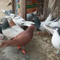 کفتر رنگ کله سار ساده سرخ کلاغ