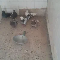 کبوتر