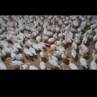 فروش جوجه بیوتی 6