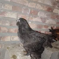 جوجه مرندی