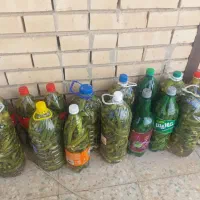 فروش خیار شوره تازه لتحه ایی