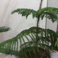 کاج مطبق4طبقه