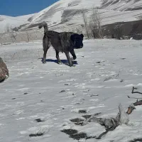 سگ سرابی ماده سرابی