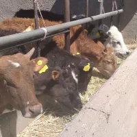 گوساله لاغر گیلدورگ