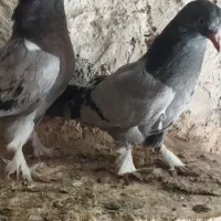 جوجه ترکیه