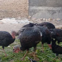 بوقلمون نژاد برنز آمریکایی
