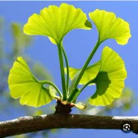 گیاه جینگوبیلوبا
