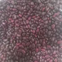 فروش لوبیا