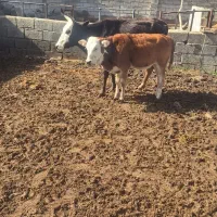 گاوزاییده فروشی