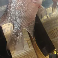 ماهی|ماهی|تهران, نارمک|دیوار