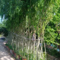 نهال بید مجنون و بید وحشی
