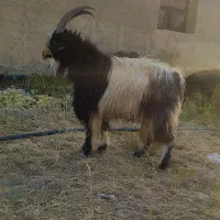 بزغاله اصیل شیرازی