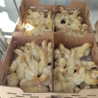 فروش جوجه بوقلمون بیوتی