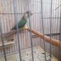 گرینچیک تراکوییس نر