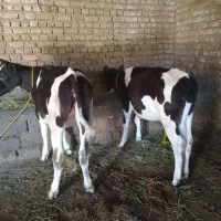 گوساله