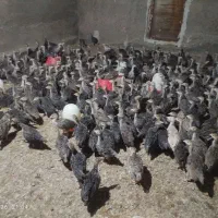 فروش جوجه