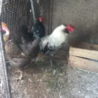 مرغ وخروس محلی