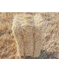. کاه. کاه پرس شده. کلش و یونجه.