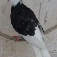 کبوتر شازده سیاه