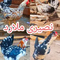 تخم‌مرغ نطفه‌دارگلین‌لری|حیوانات مزرعه|کرج, ملارد|دیوار