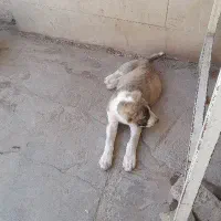 توله خراسانی