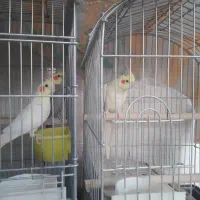عروس هلندی والد