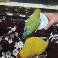 کوتولو برزیلی سخنگو ،دستی