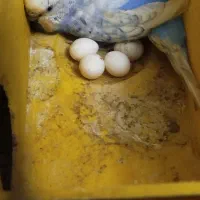 مرغ عشق رنگ خاص رینبو مولد باتخم