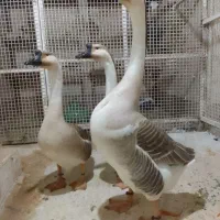 فروش قوغاز در حمیدیه