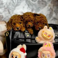 توله سگ Dog توی پودل ۶۵ روز وارداتی رد red دارک رد