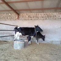 گاو گوساله
