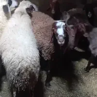 گوسفند