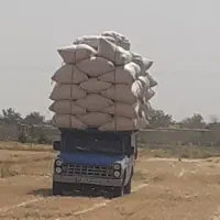کاه کانواکوب   نرم گوسفندی  کاه جوموجود هست