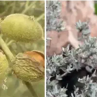 بادام کوهی