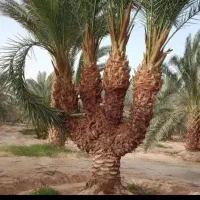 درخت بند هستم